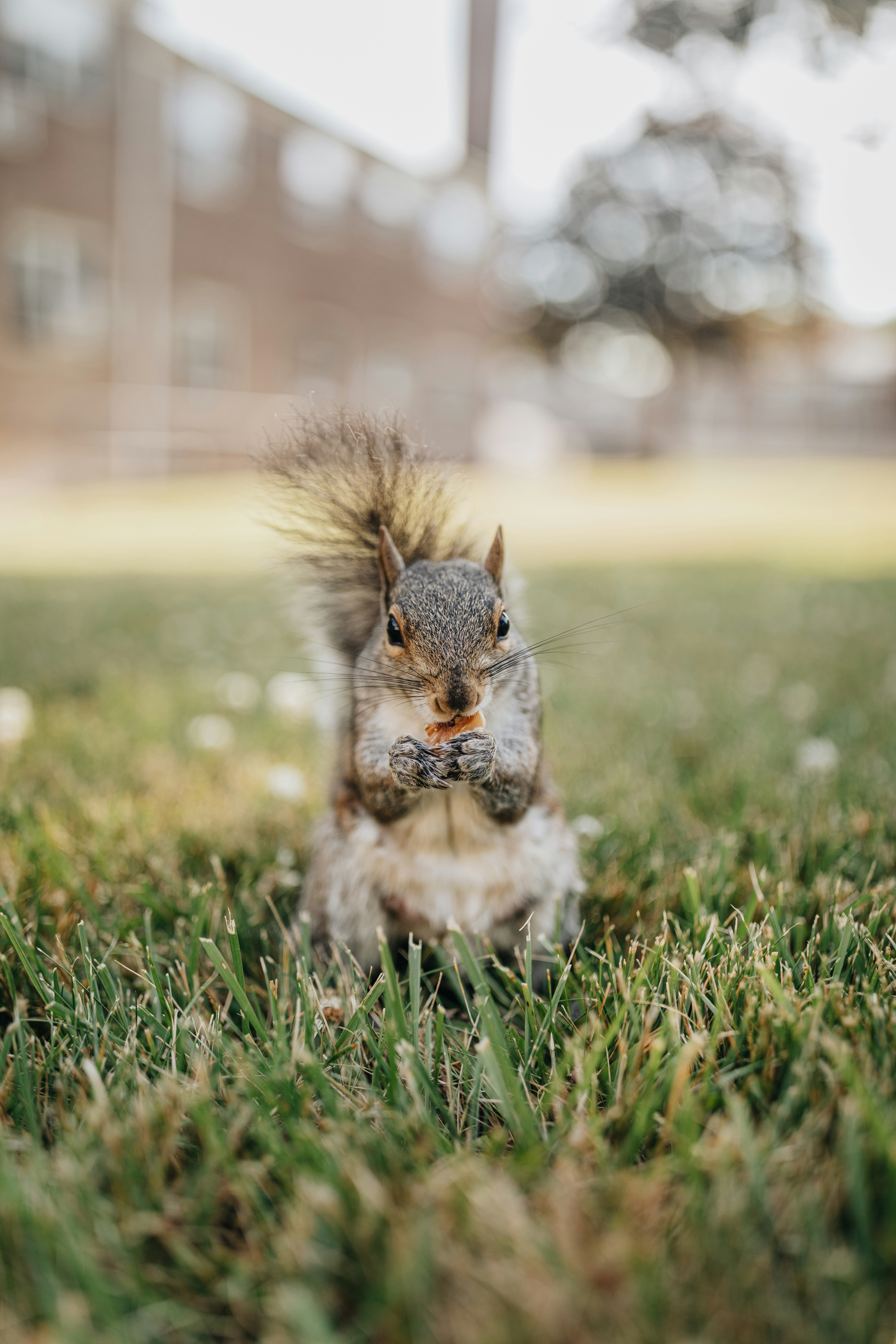 brown squirrel on green grass during daytime