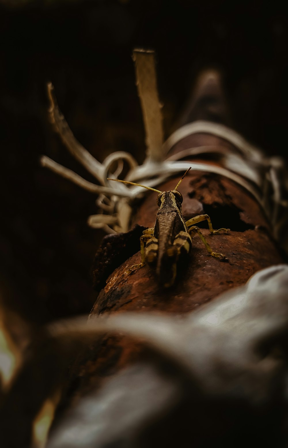 brown and black frog on brown wooden log