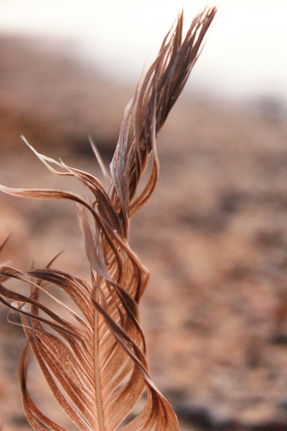 brown wheat in close up photography