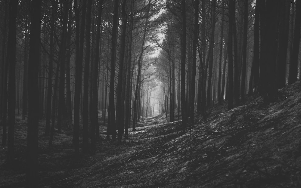 Graustufenfoto von Bäumen im Wald
