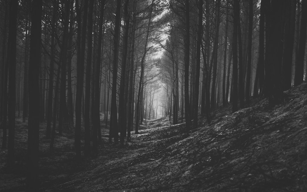 foto in scala di grigi di alberi nella foresta