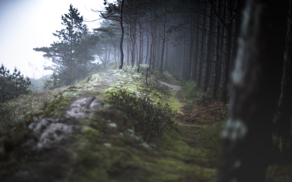 green grass and trees in forest during daytime