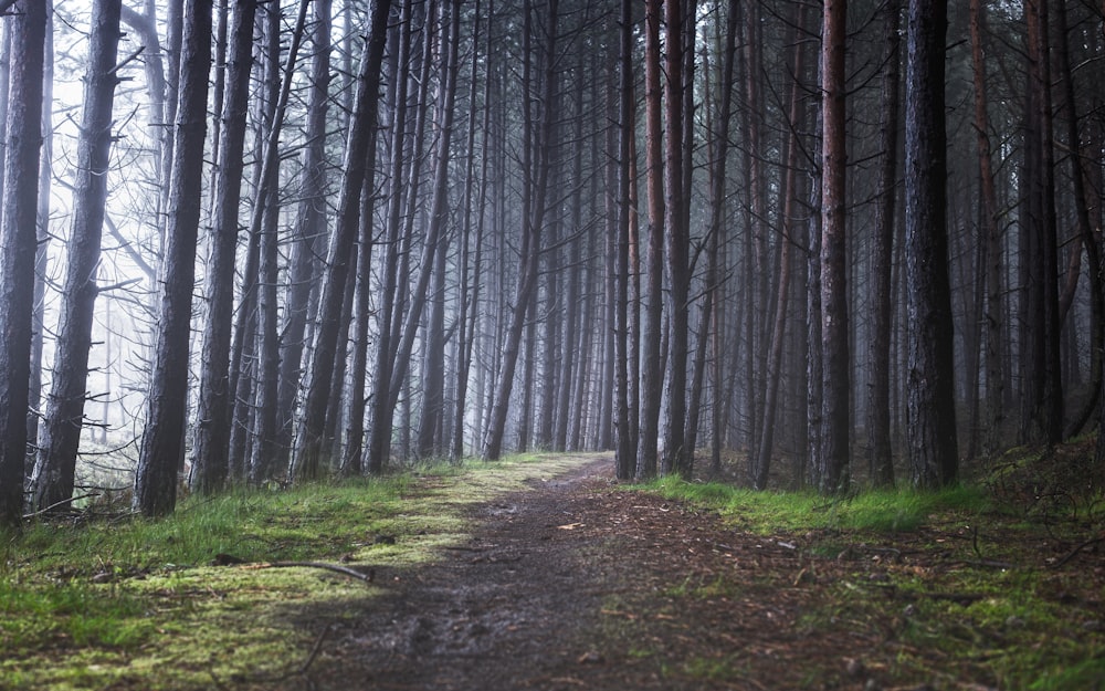 alberi marroni su un campo di erba verde durante il giorno