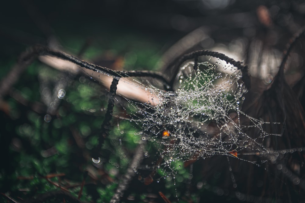 water dew on spider web in close up photography