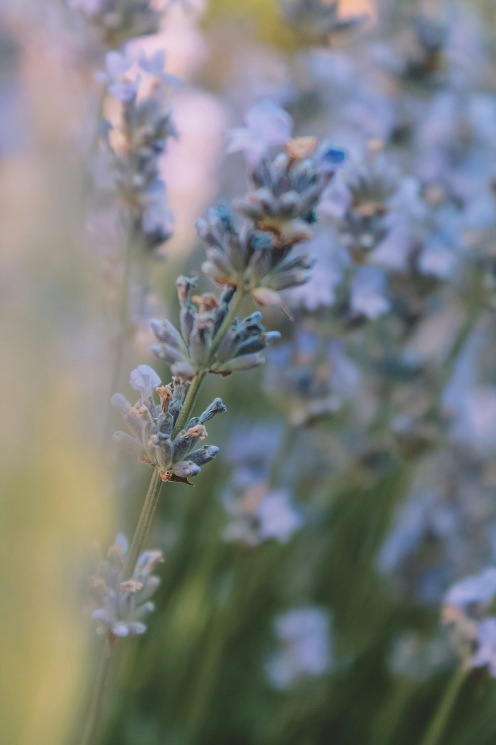 blue flowers in tilt shift lens