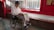 An elderly person wearing a white shirt and patterned pants sits in a wheelchair, reading a newspaper. The setting appears to be indoors with red walls and a large window. The floor is made of brick and tiles, with a red brick ledge behind the person.