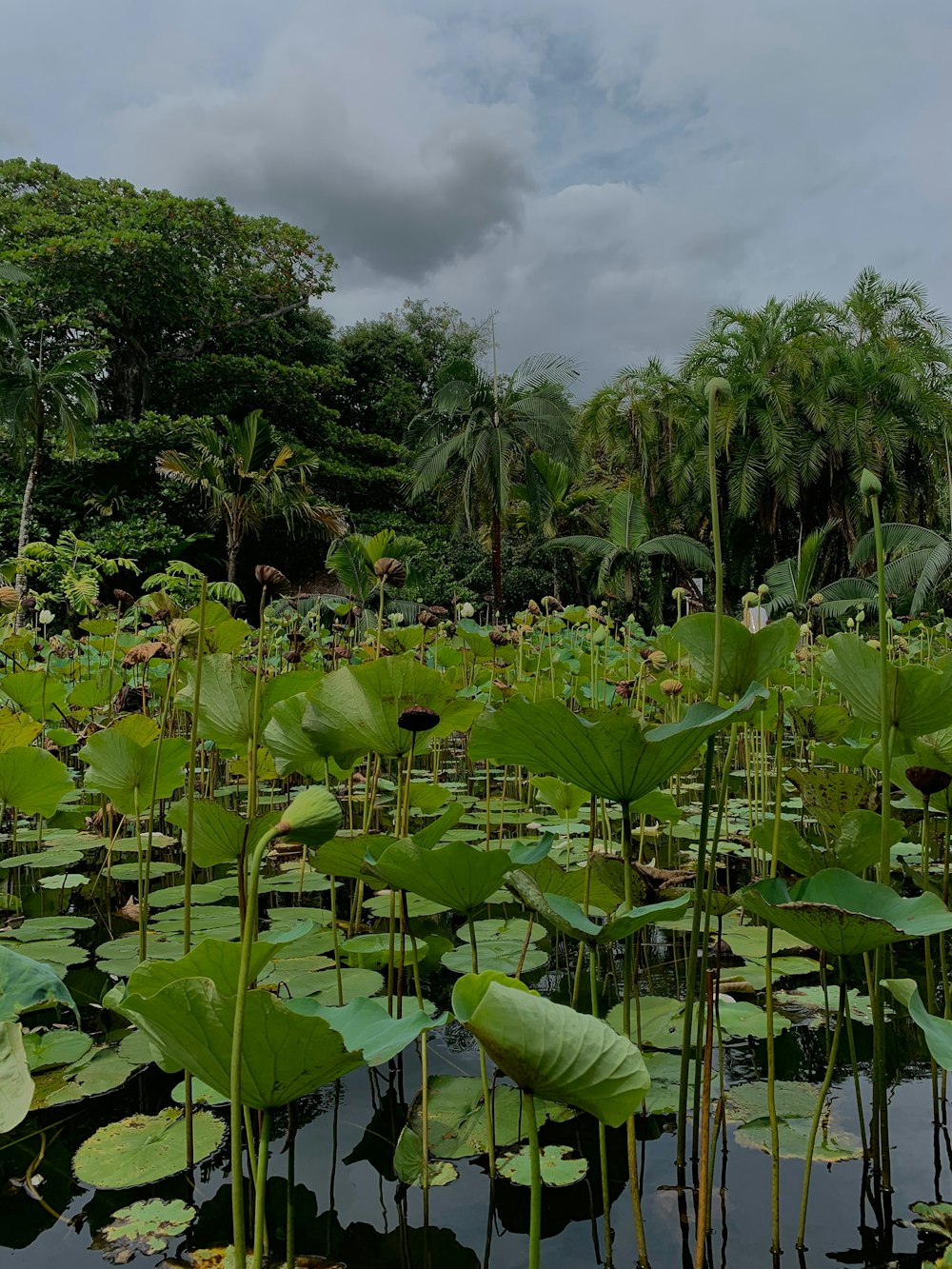 green banana plants under blue sky during daytime