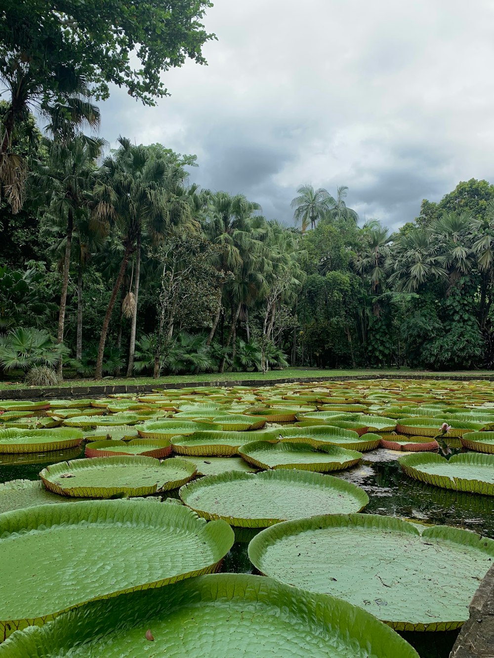 green water lily pads on water