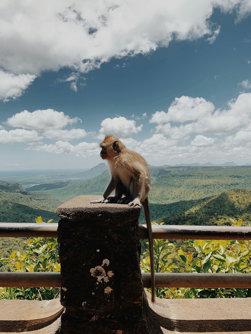 brown monkey sitting on brown wooden fence during daytime