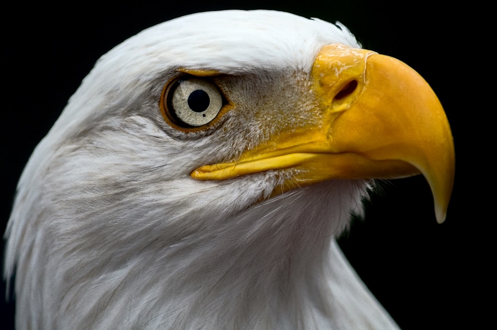 white and brown eagle head