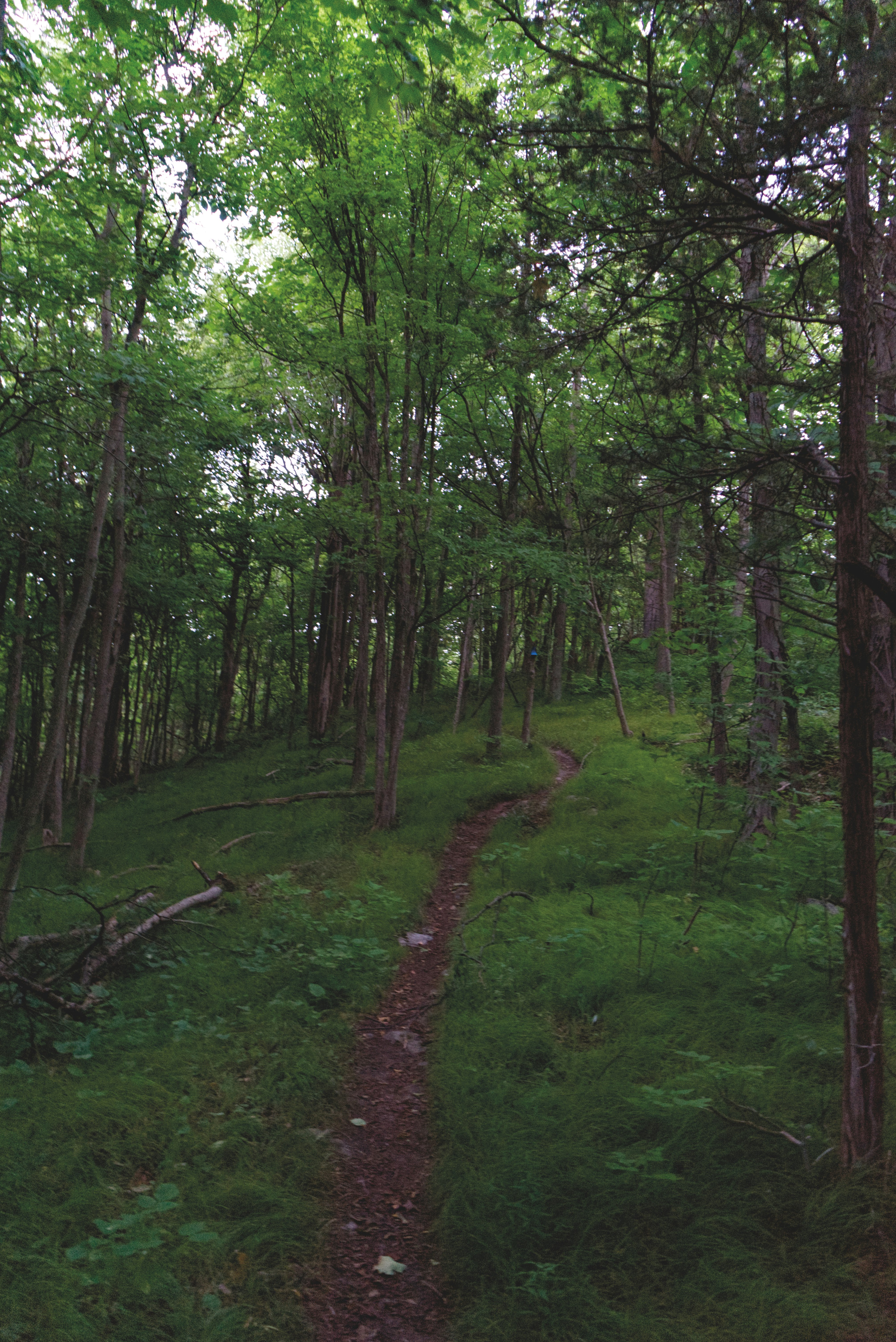 green grass and trees during daytime