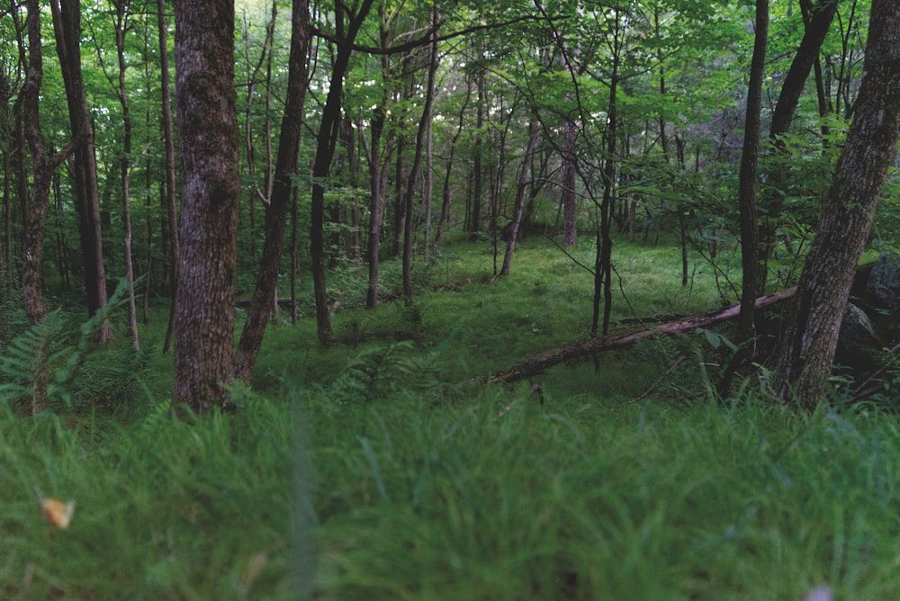 erba verde e alberi durante il giorno