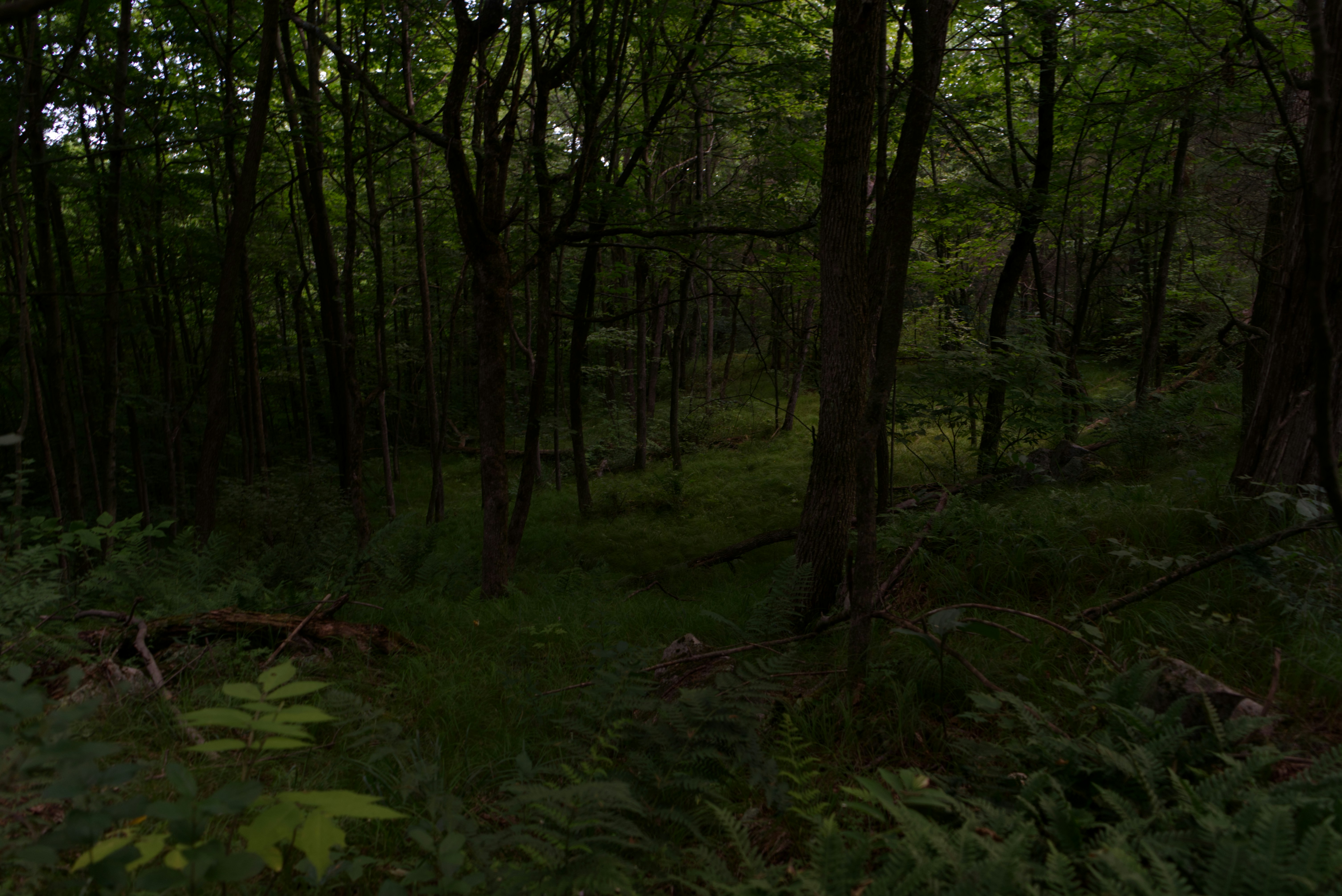 green grass and trees during daytime