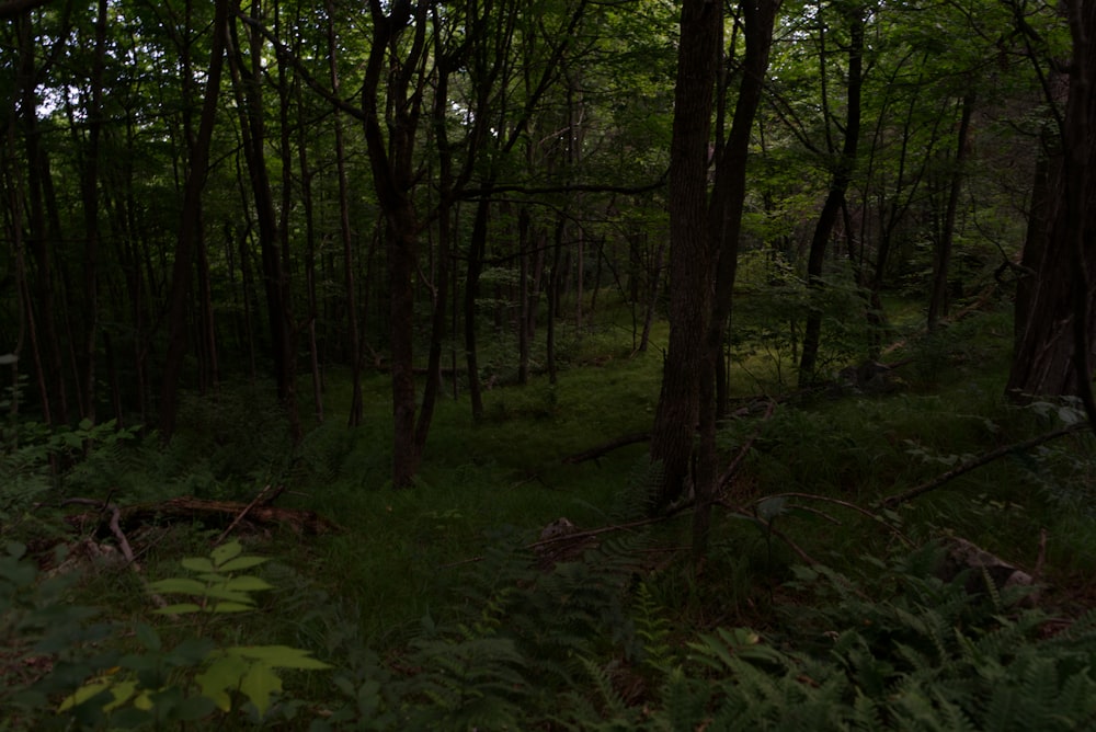 erba verde e alberi durante il giorno