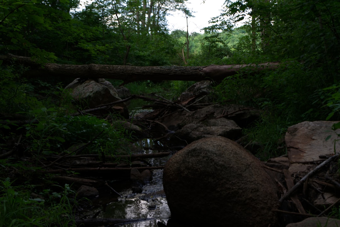 Jungle photo spot Marble Rock Murphys Point Provincial Park