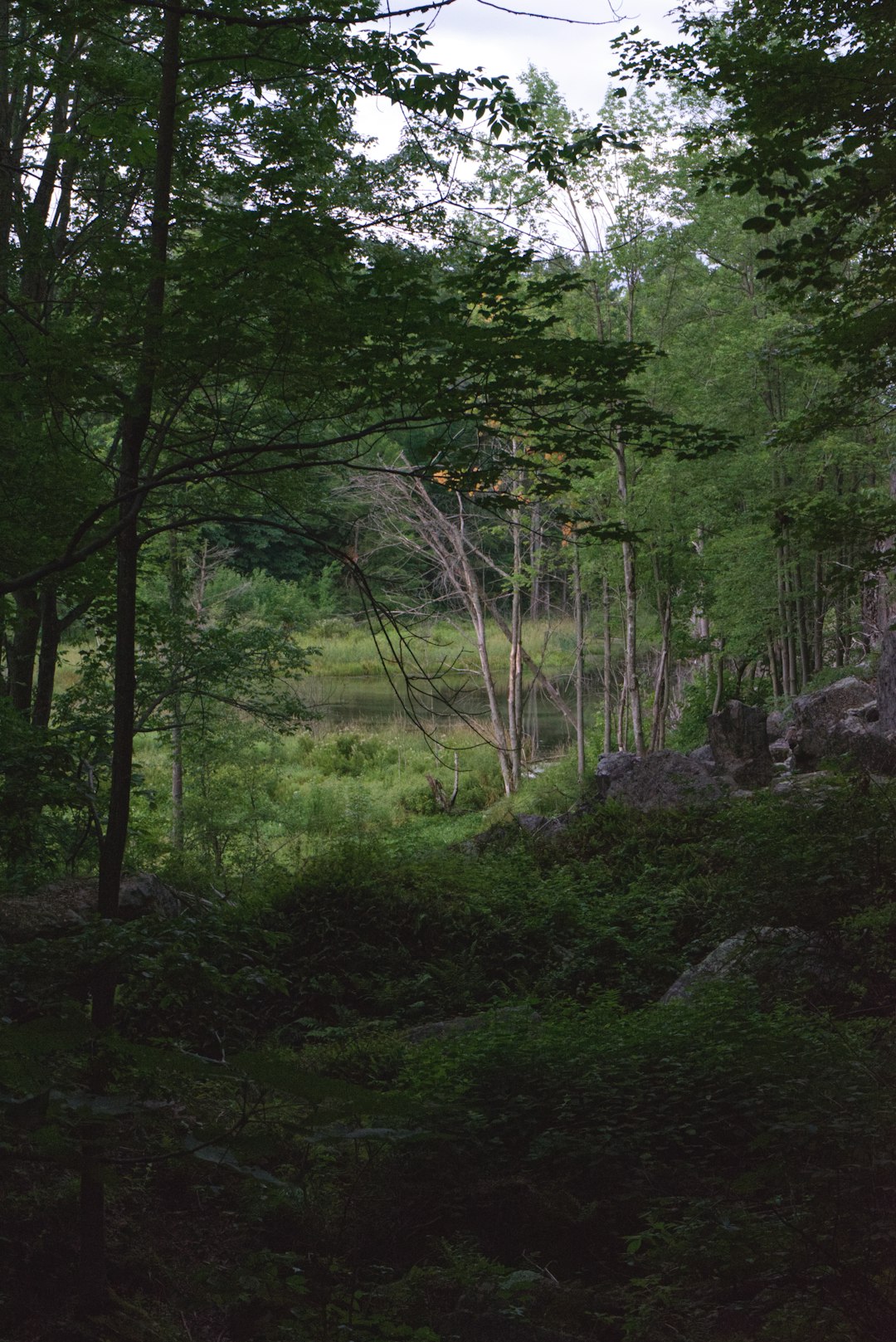 Forest photo spot Marble Rock Murphys Point Provincial Park