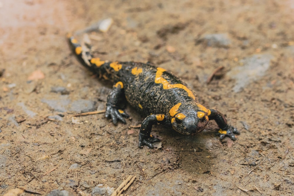 serpente nero e giallo su terreno marrone