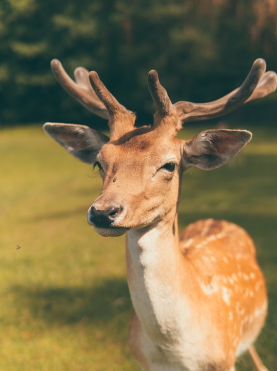 brown deer on green grass field during daytime in Mazury Poland