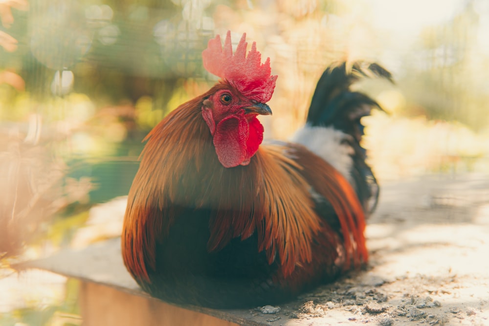 red and black rooster figurine