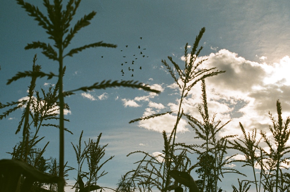 green grass under blue sky and white clouds during daytime