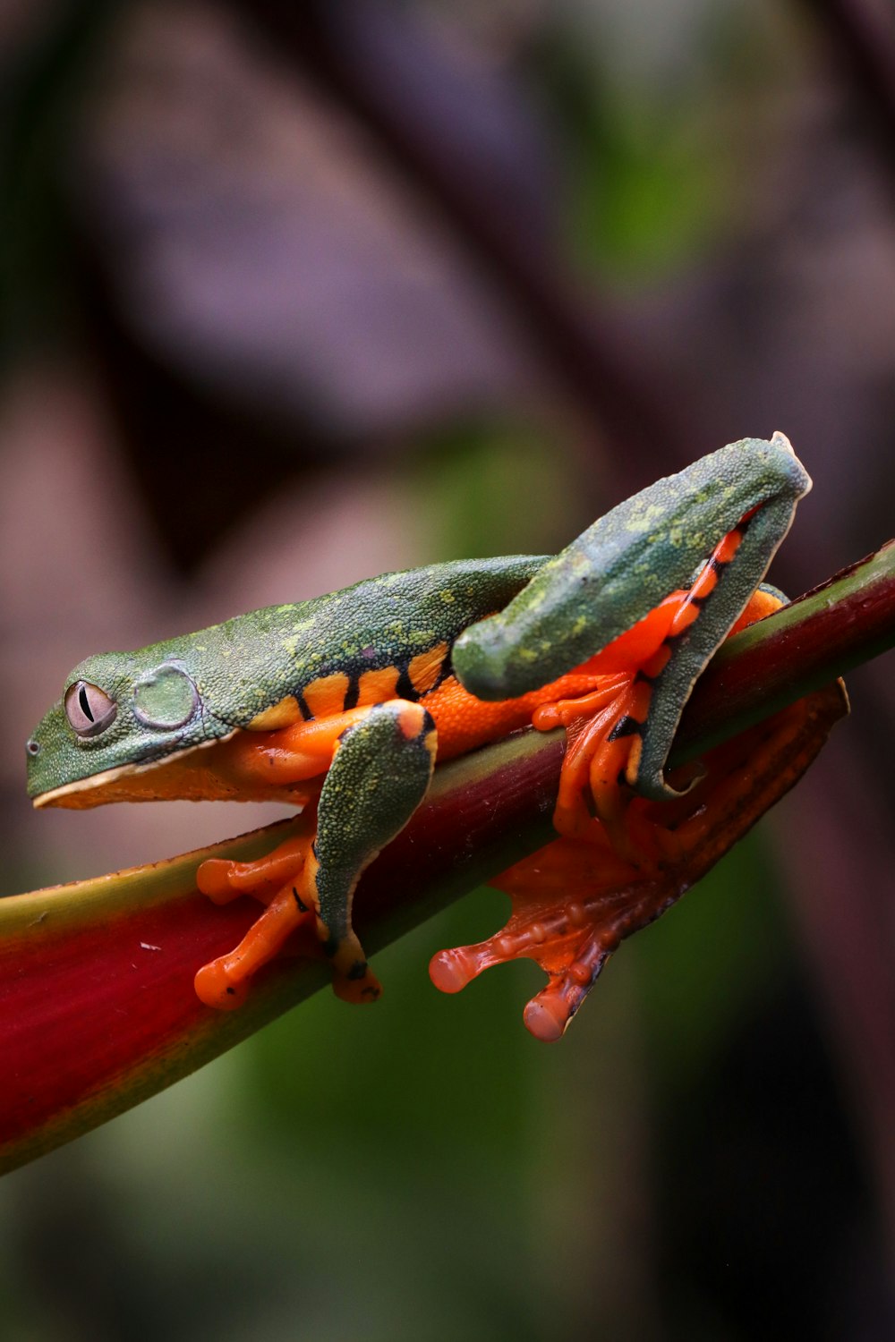 Grüner Frosch auf roter Pflanze