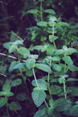 Bright green mint leaves glistening with morning dew.
