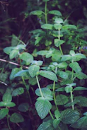 Rows of lush mint plants with vibrant green leaves swaying gently.