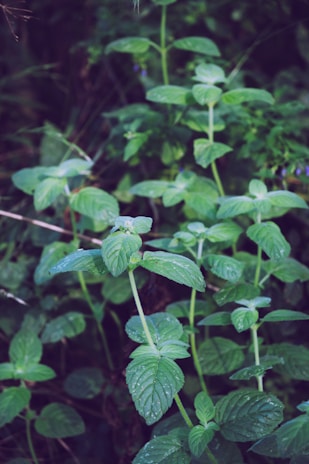 Mint leaves with delicate droplets of dew catching the light.