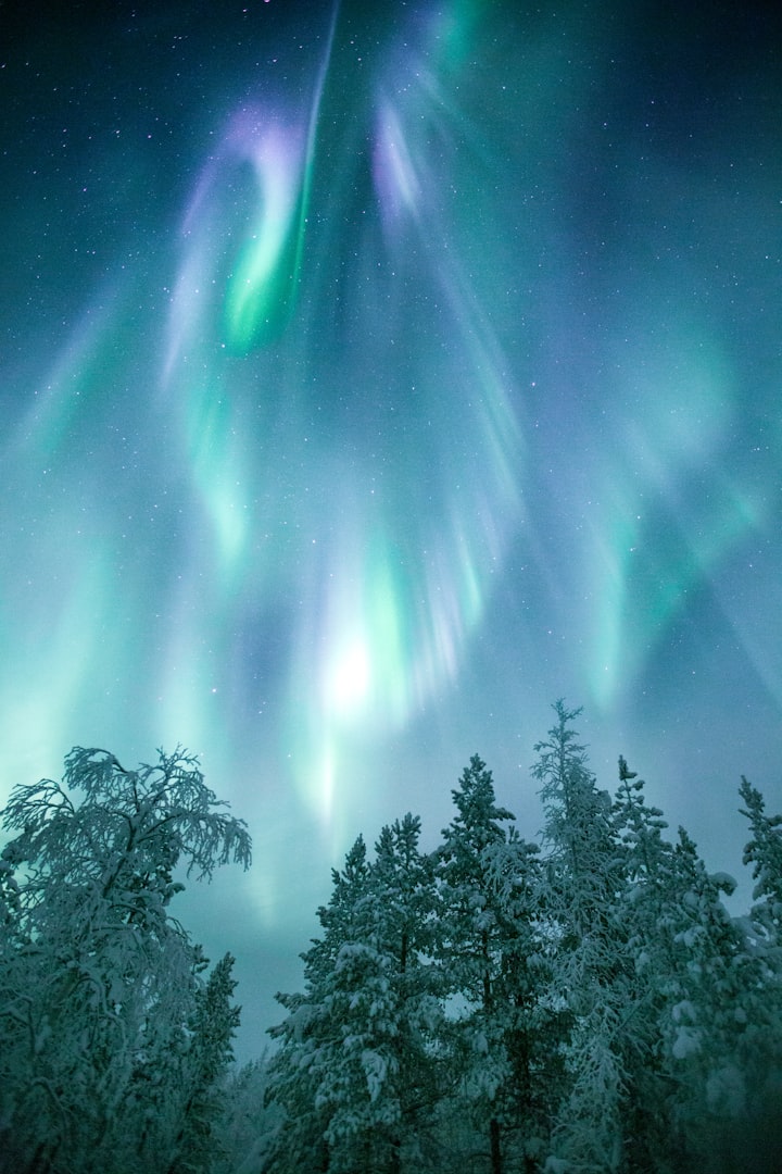 Marigolds Dancing Beneath the Aurora Borealis