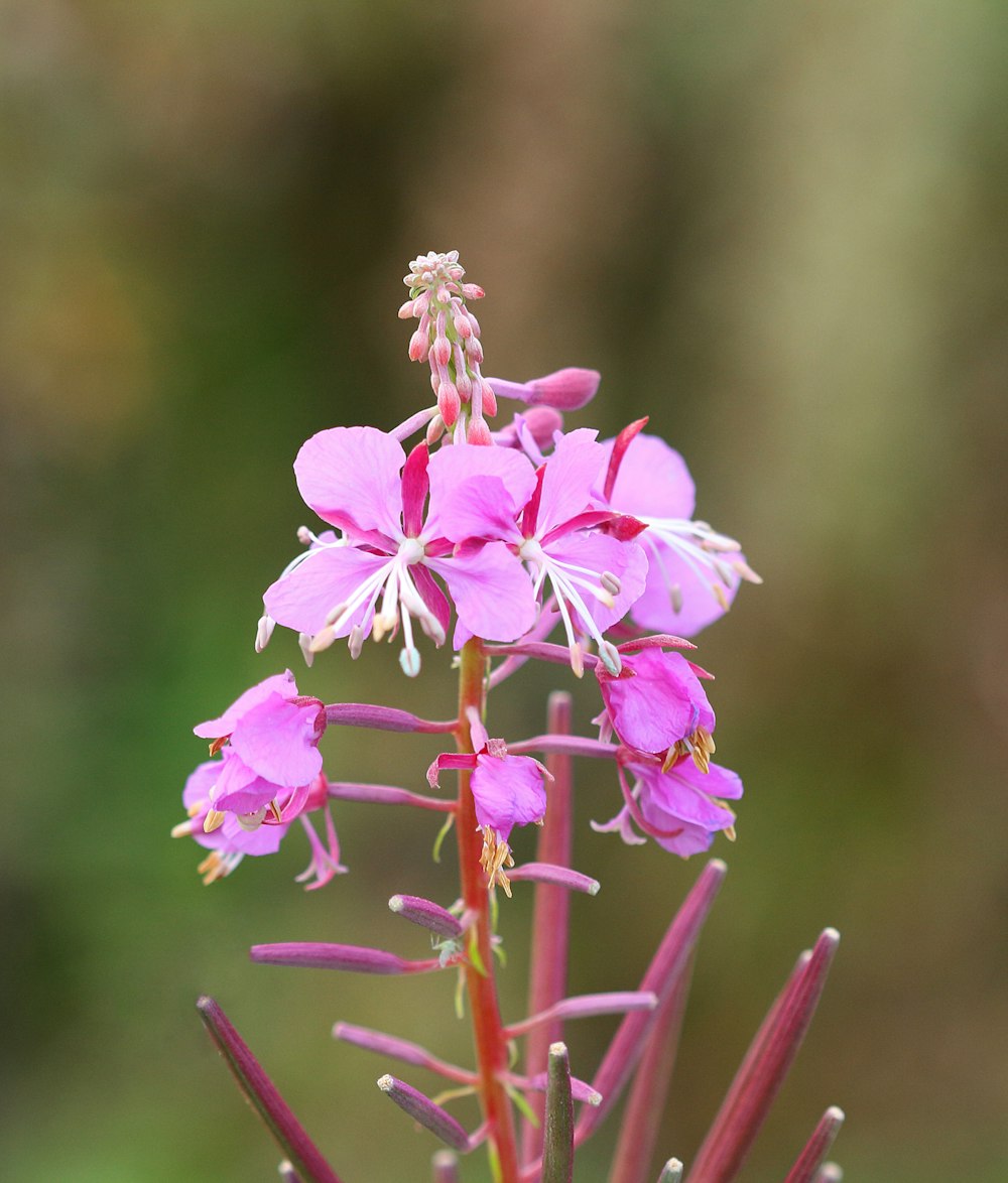 pink flowers in tilt shift lens