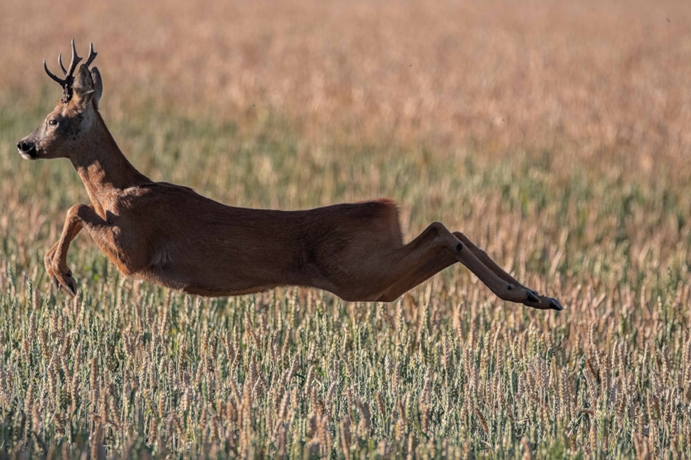 brown deer on brown grass field during daytime