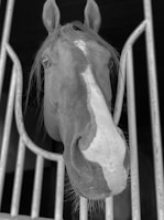 A close-up of a horse's face framed by metal bars. The horse has a white stripe running down the center of its face and appears to be in a stable. Its ears are perked up, and its mane is slightly tousled.