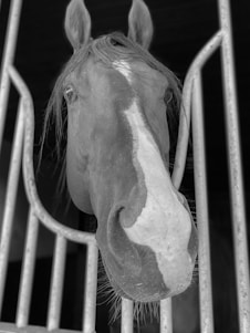 A close-up of a horse's face framed by metal bars. The horse has a white stripe running down the center of its face and appears to be in a stable. Its ears are perked up, and its mane is slightly tousled.