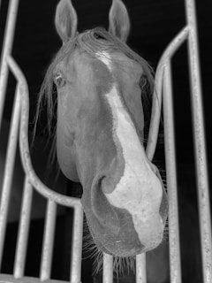 A close-up of a horse's face framed by metal bars. The horse has a white stripe running down the center of its face and appears to be in a stable. Its ears are perked up, and its mane is slightly tousled.