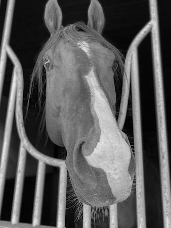 A Beleza e a História dos Cavalos: Uma Celebração do Mundo Equino