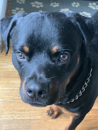 A close-up of a black and tan dog, possibly a Rottweiler, with a shiny coat and a thoughtful expression. The dog's eyes are focused, and it wears a silver chain collar. The background includes wooden flooring and a rug with paw print patterns.
