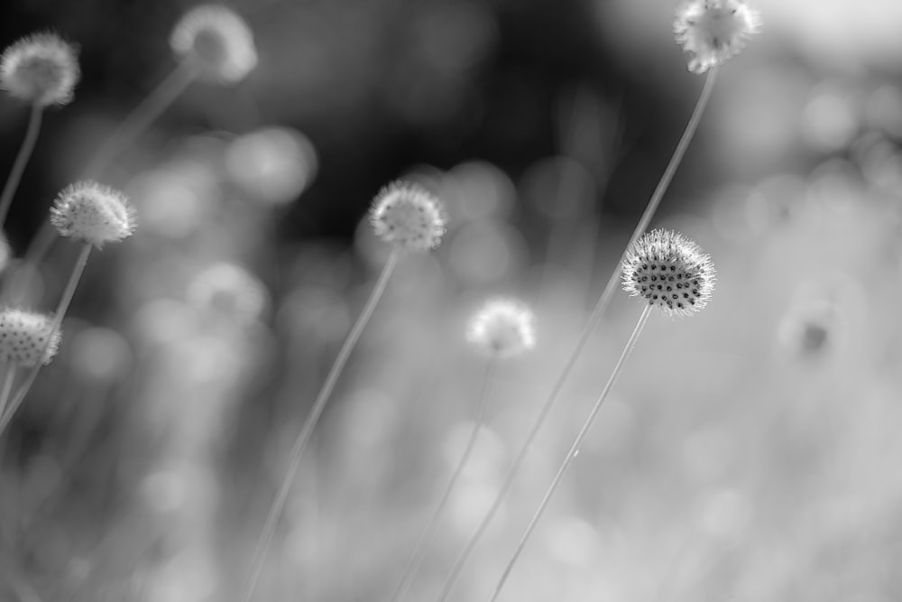 Foto en escala de grises de la flor de diente de león