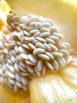 Close-up of a cluster of white, smooth seeds arranged in a tight, spiral pattern against a yellow backdrop, resembling the inside of a fruit or vegetable. The textures are prominent, with focus on the glossy surface of the seeds.