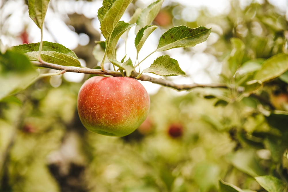 Fruta de manzana roja en la rama del árbol