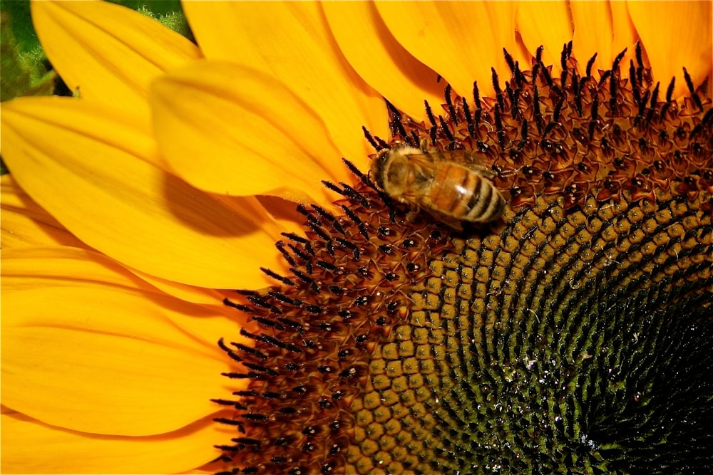 yellow sunflower with black and brown bee