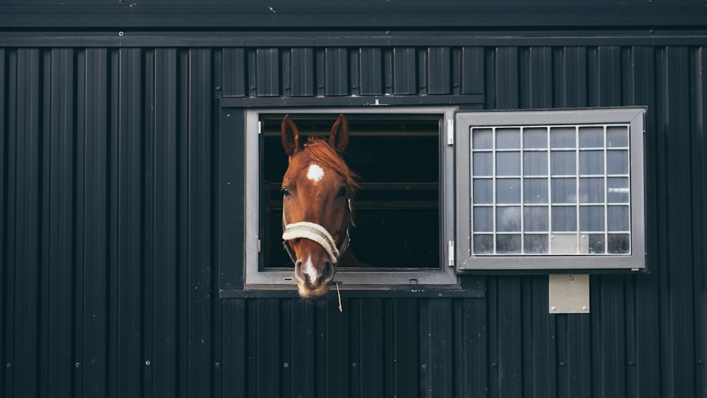 brown horse on black wooden house