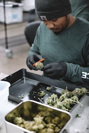 A person wearing a beanie and a long-sleeved shirt, sitting at a table and trimming cannabis buds with scissors. The table is cluttered with green plant material, and the person is wearing black gloves.