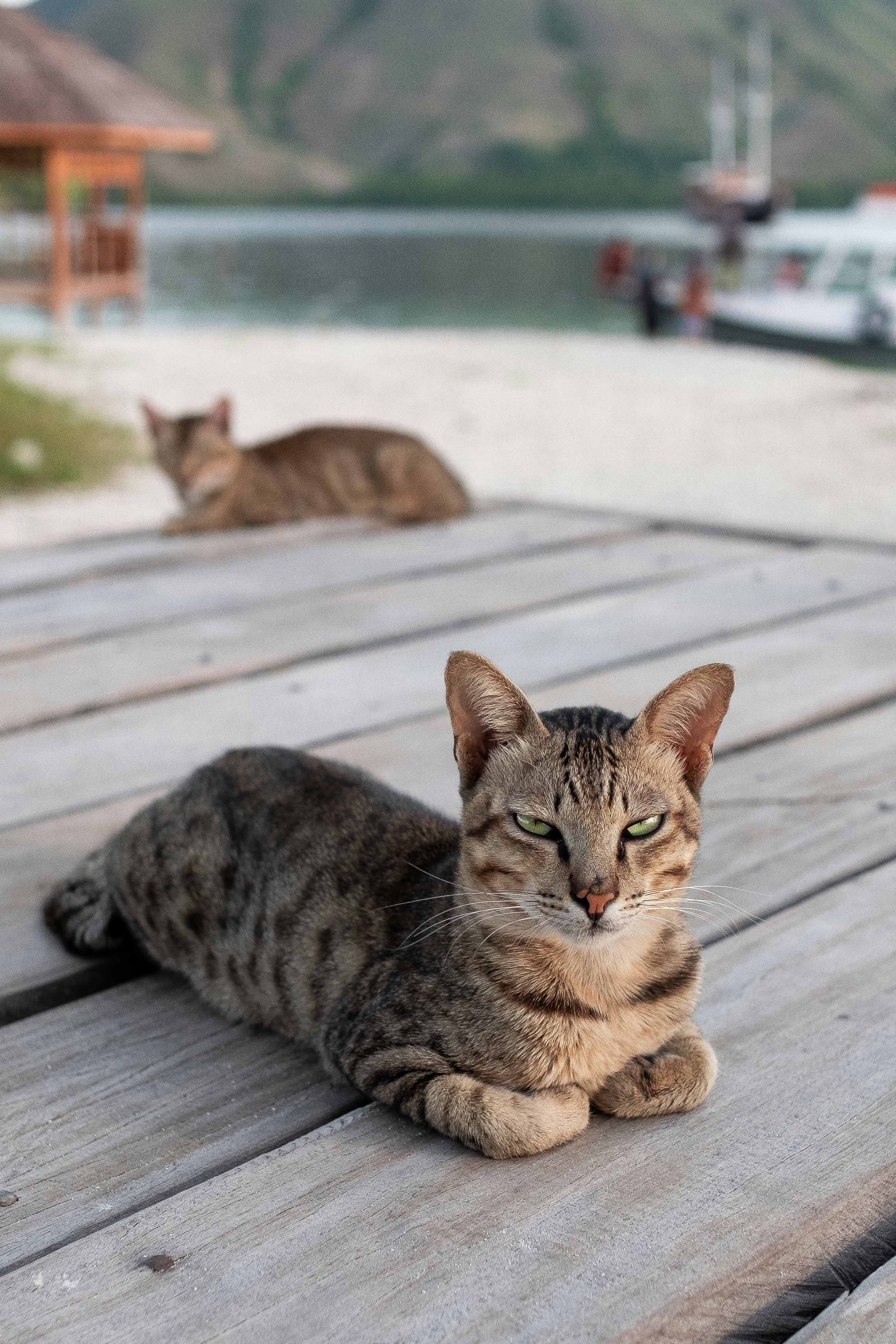Missing the Mainland: Why Island Cats Are So Rare (image credits: unsplash)
