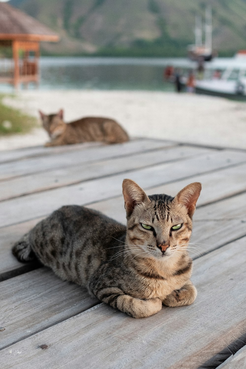 brown tabby cat on wooden floor