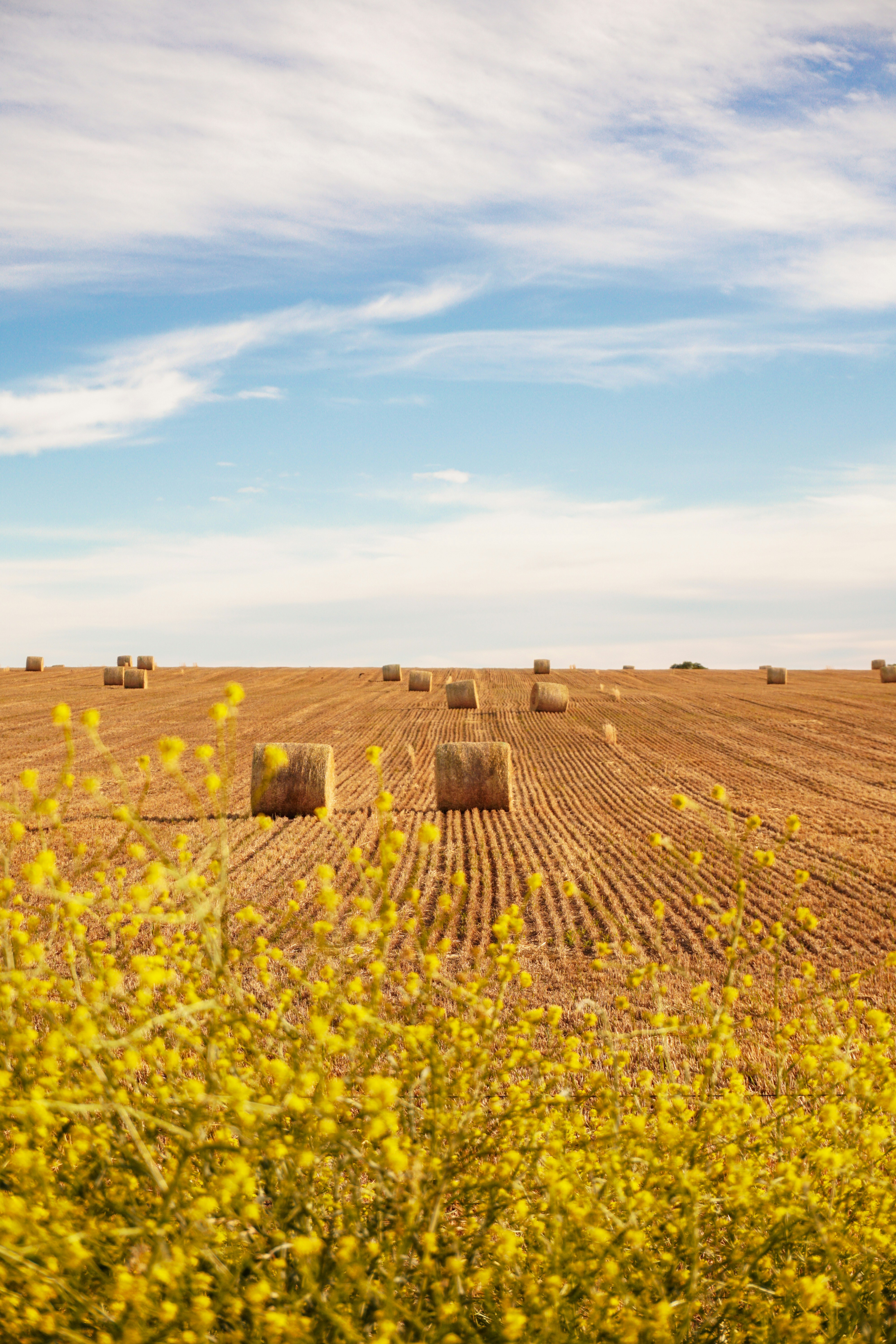 Brown grass field under blue sky during daytime photo – Free Brown ...
