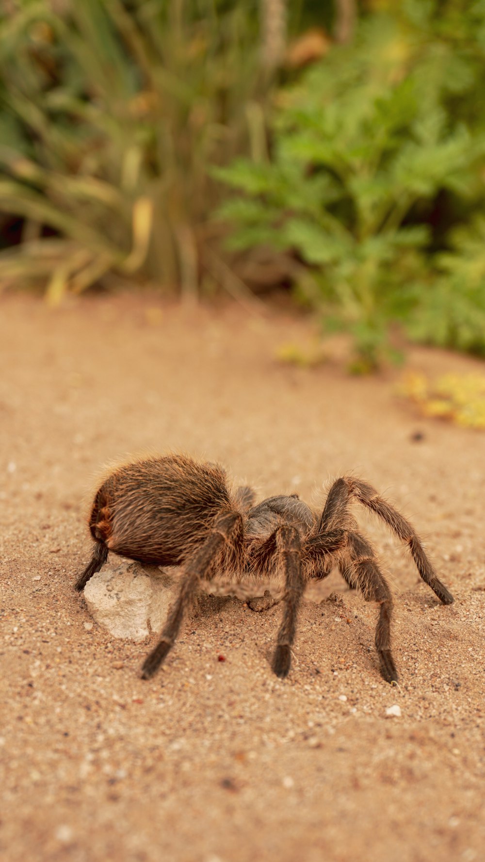 brown tarantula on brown soil