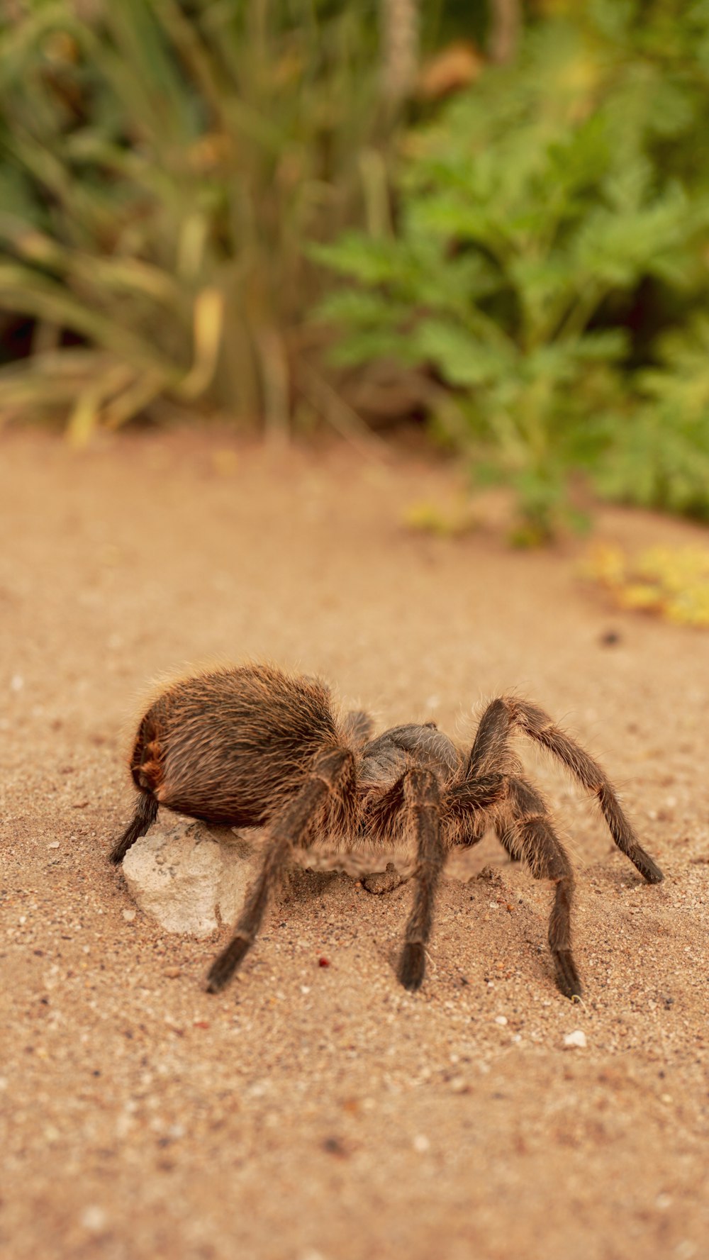 Braune Vogelspinne auf braunem Boden