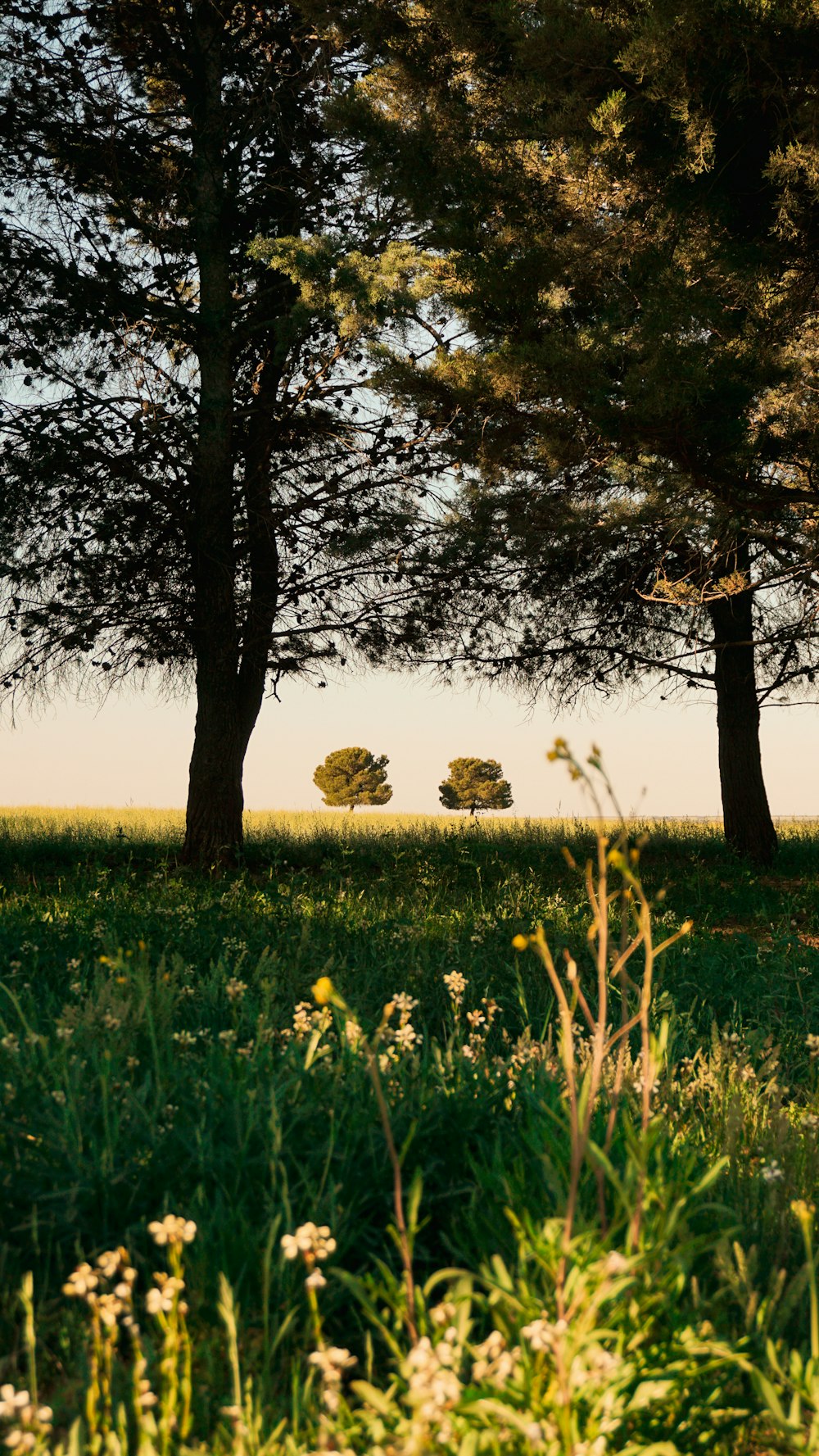 green grass field with tree during daytime