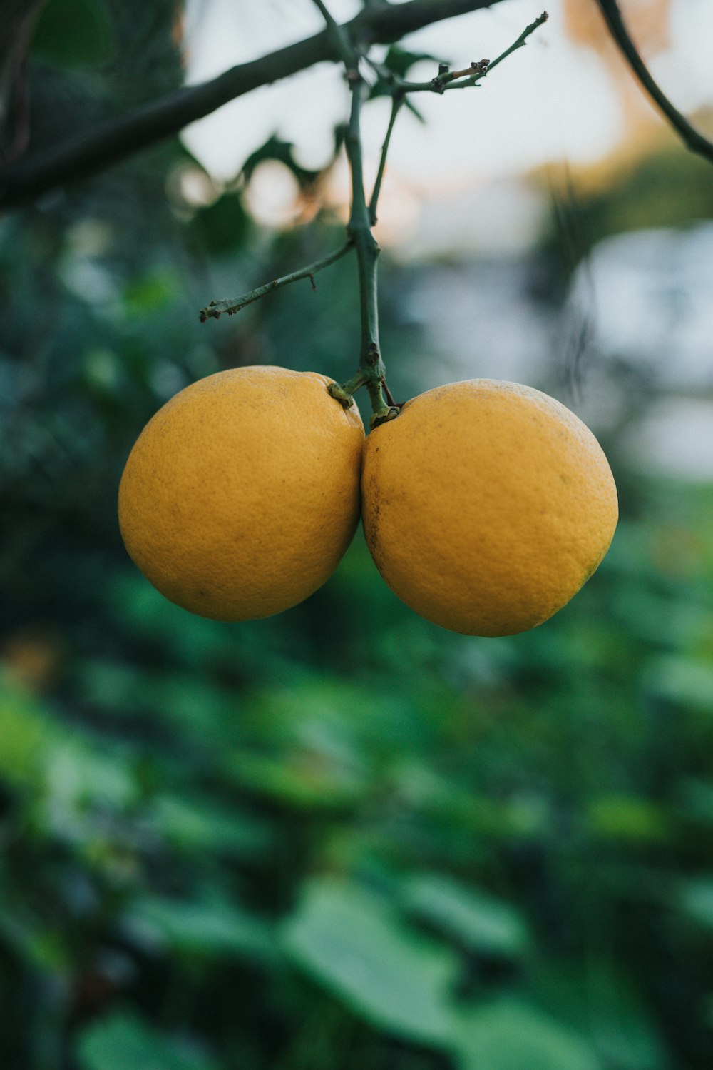 yellow round fruit on tree branch