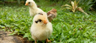 A group of lively purebred chicks exploring green grass under a bright blue sky.
